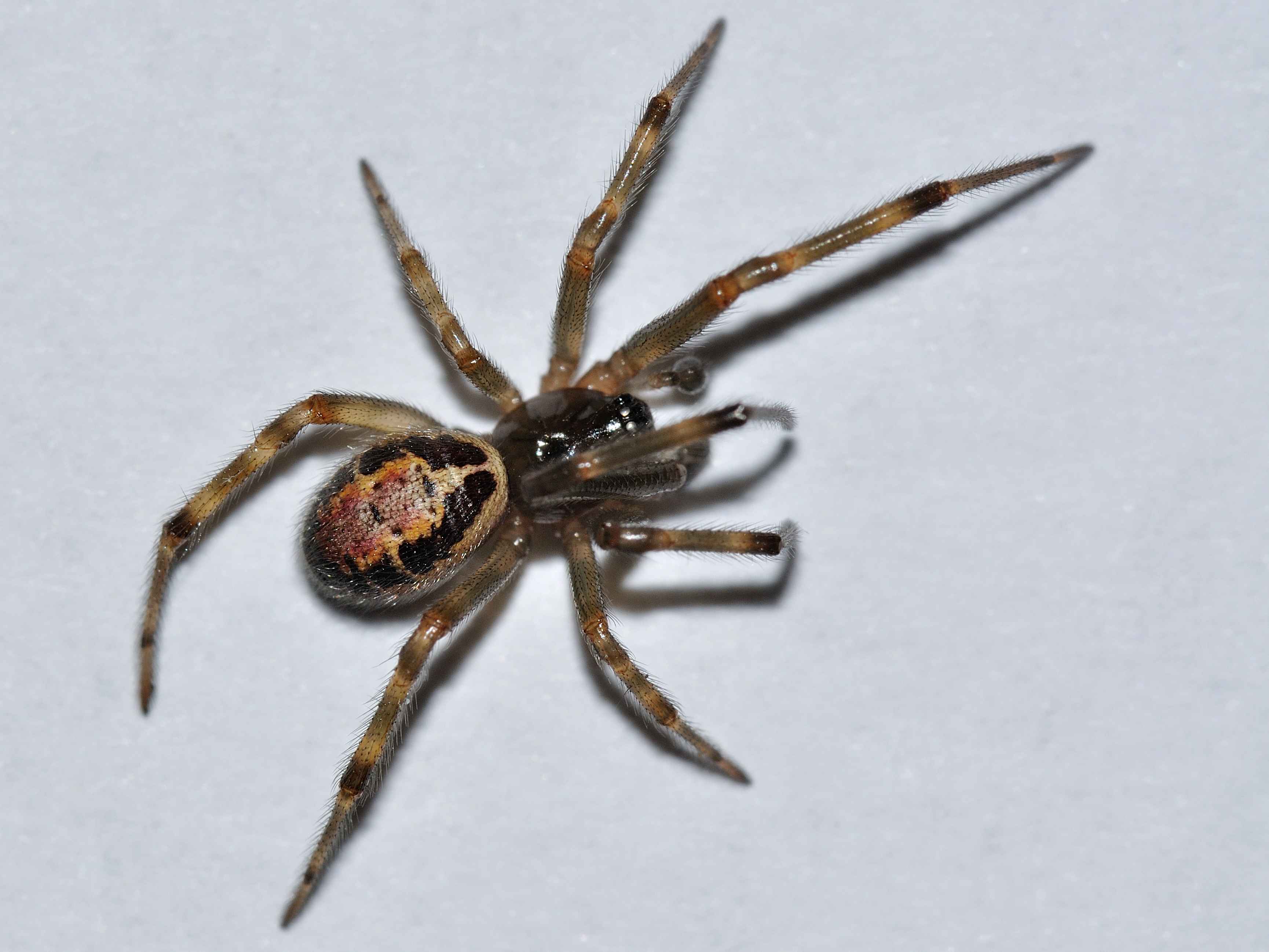 Steatoda nobilis